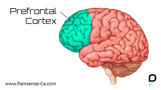 Prefrontal Cortex